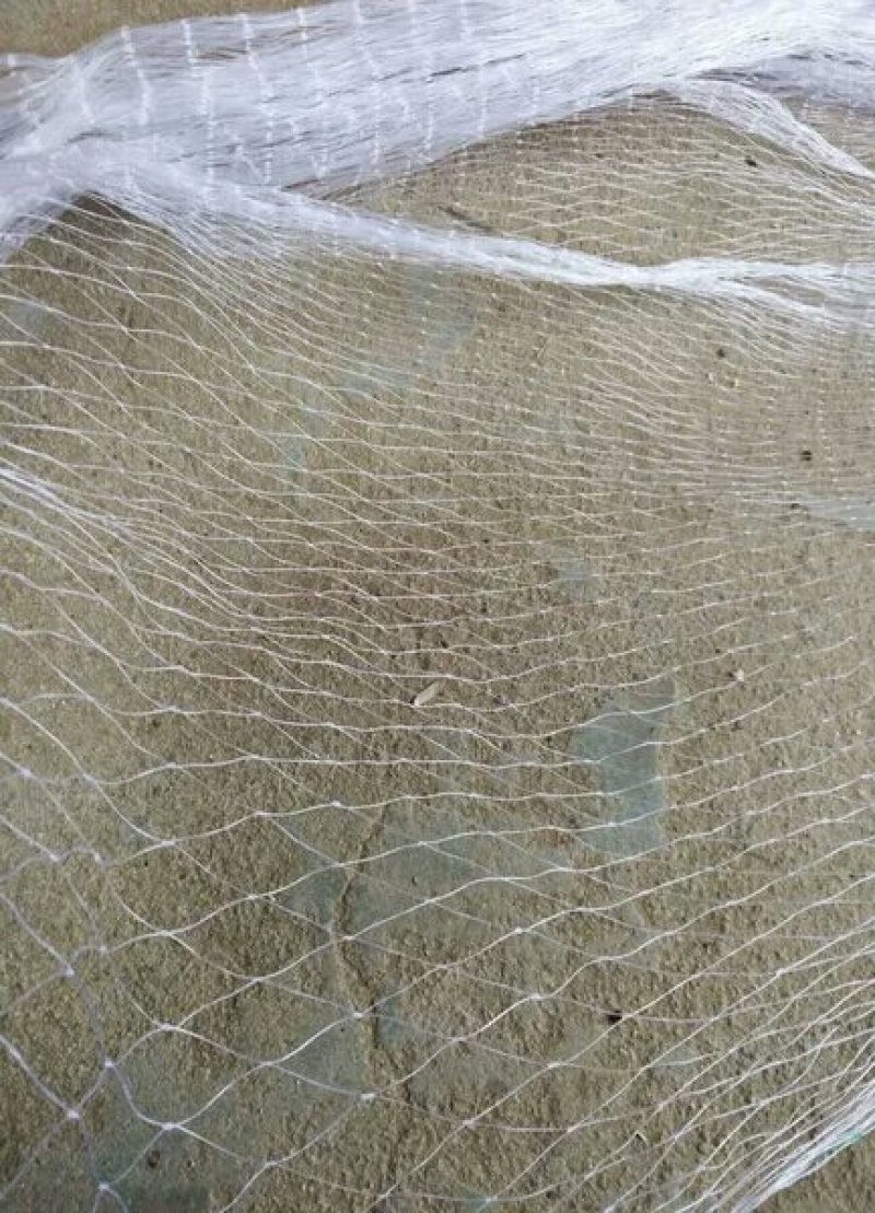 防鸟网聚乙烯尼龙网防鸟网果园鱼塘青蛙泥鳅专用防鸟遮鸟网