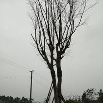 皂角树