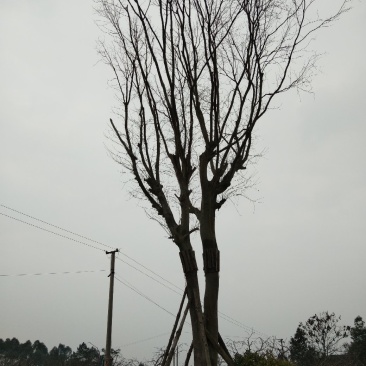 皂角树