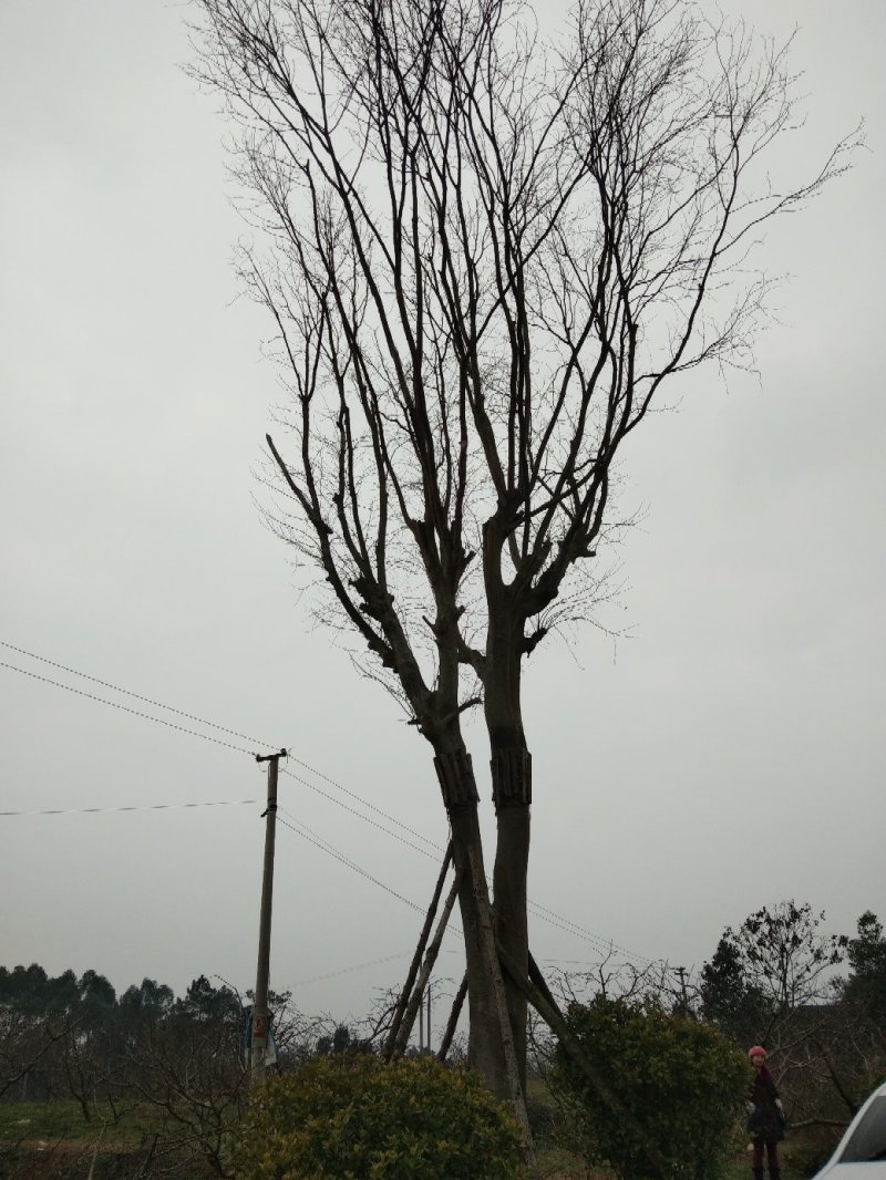 皂角树