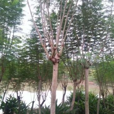 蓝花楹