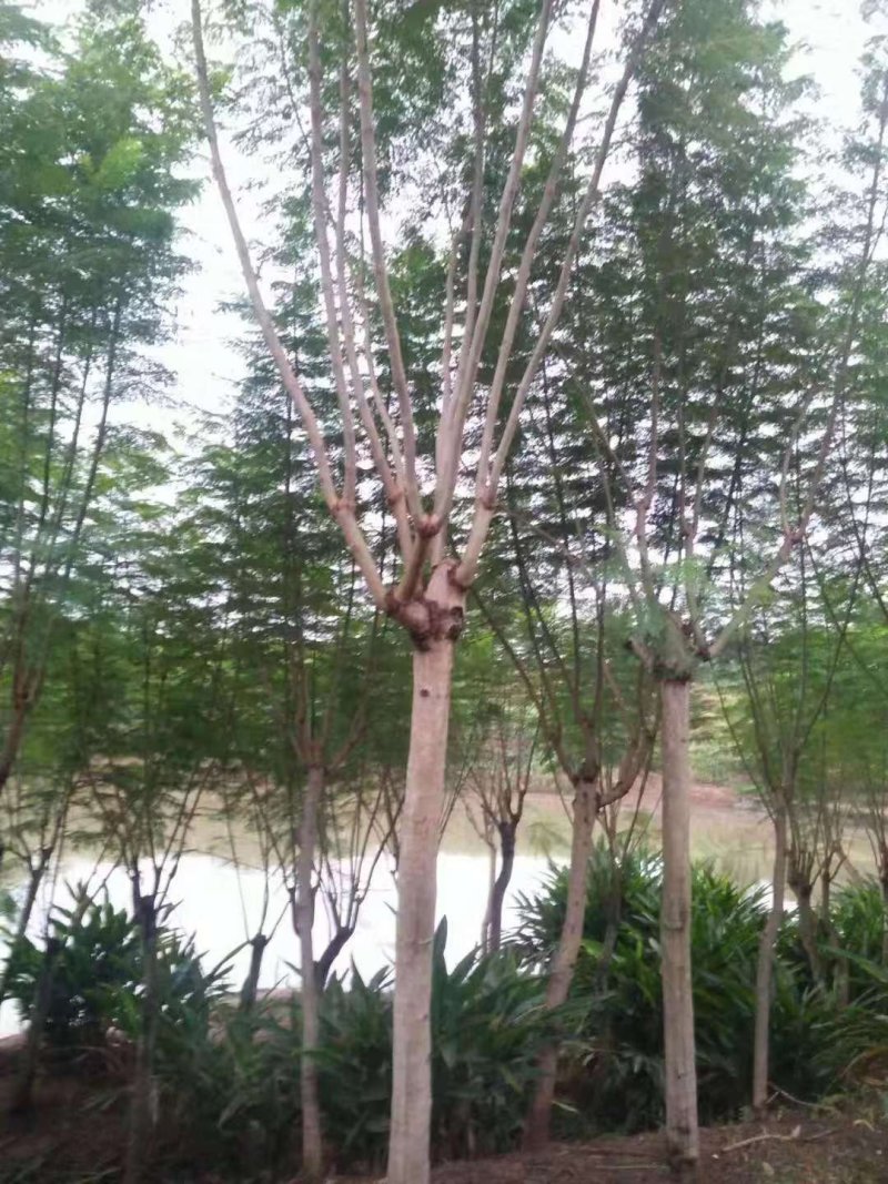 蓝花楹