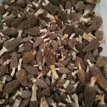 野生羊肚菌
