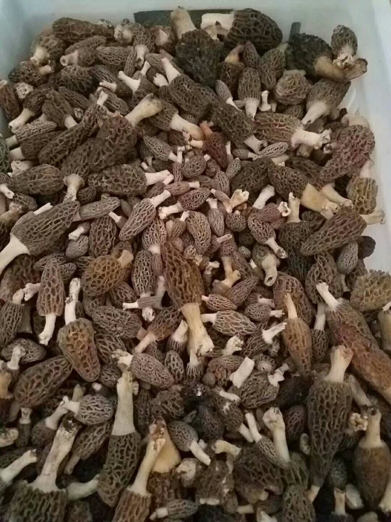 野生羊肚菌