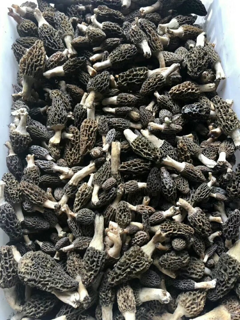 野生羊肚菌
