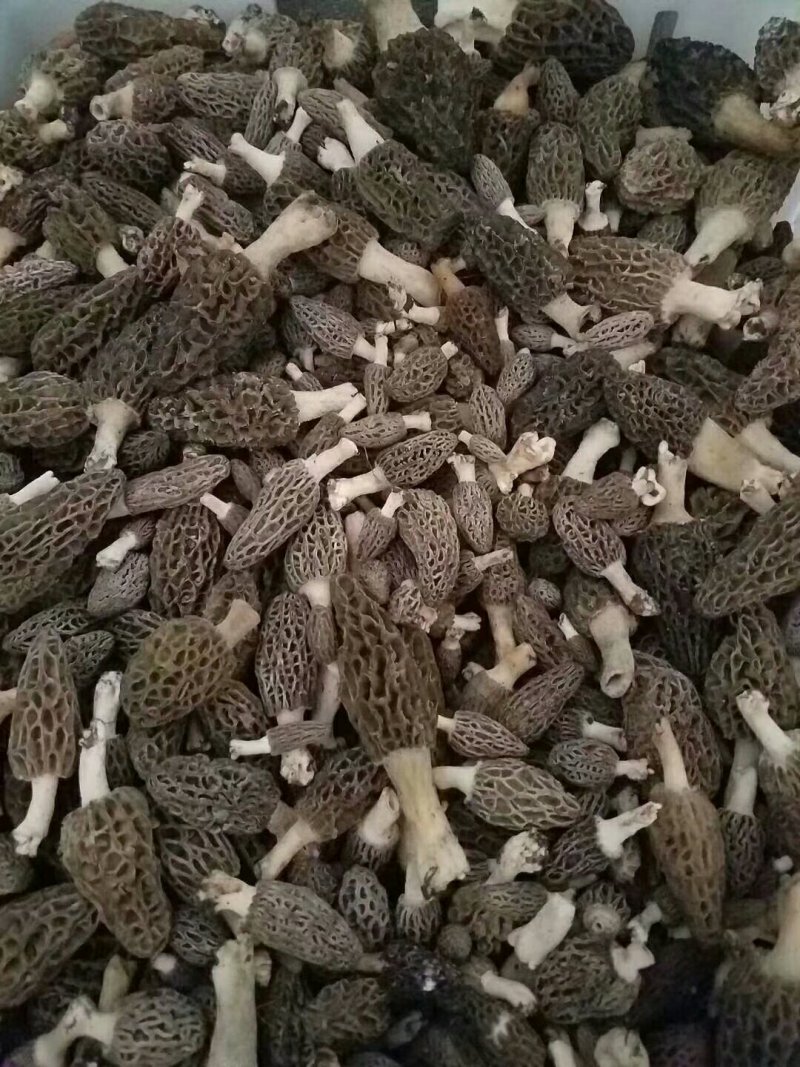 野生羊肚菌