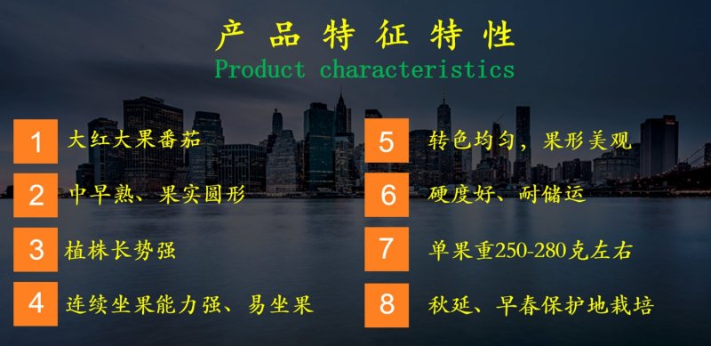 红太阳L7西红柿种子大红大果番茄，转色均匀，果型美观