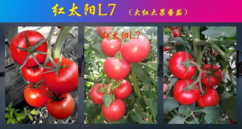 红太阳L7西红柿种子大红大果番茄，转色均匀，果型美观