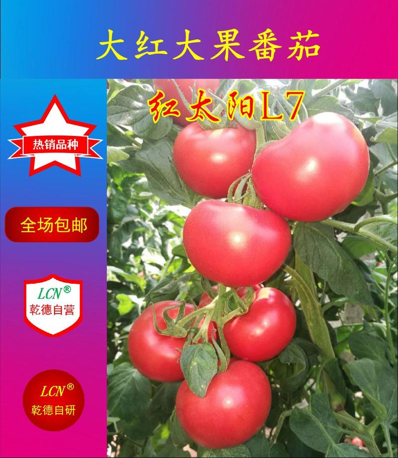 红太阳L7西红柿种子大红大果番茄，转色均匀，果型美观