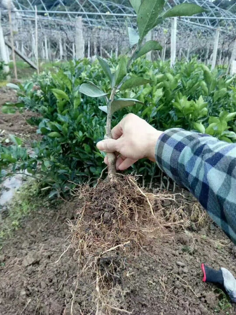 血橙苗
