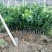 血橙苗