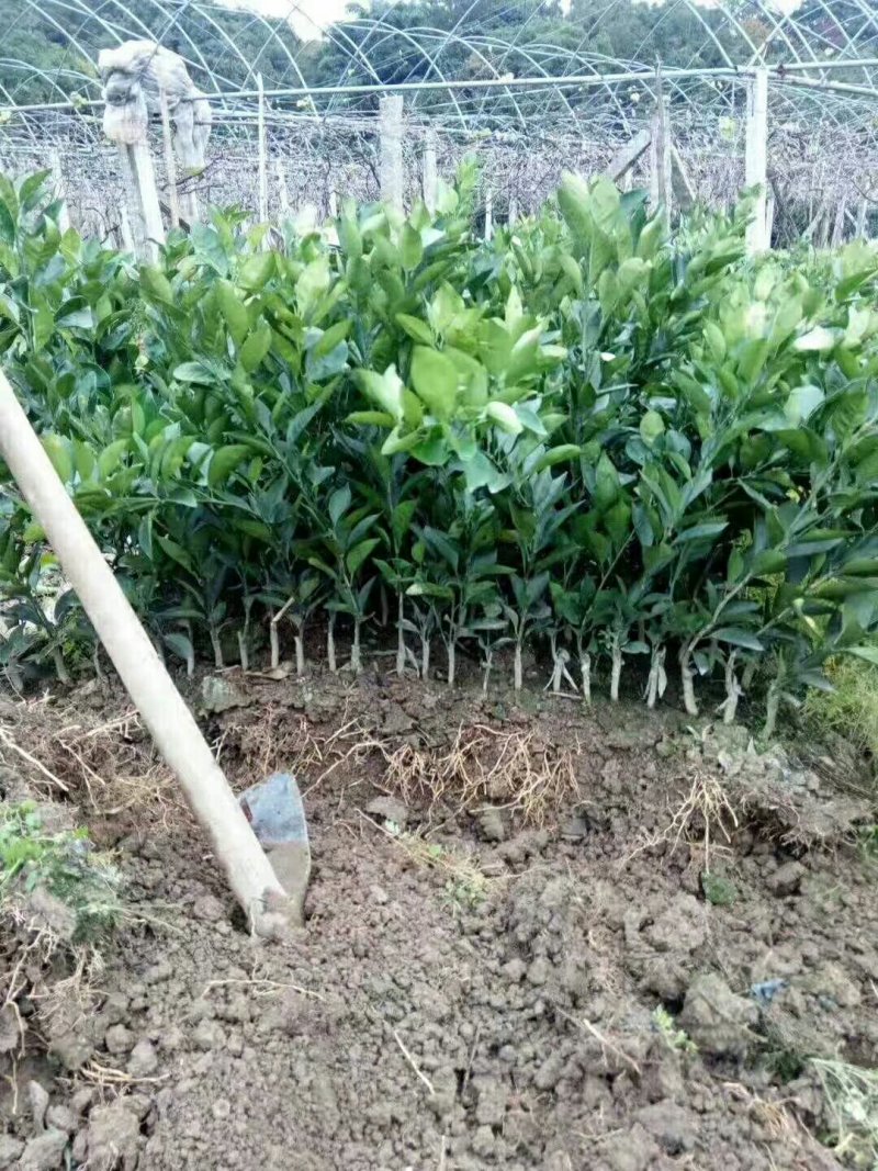 血橙苗
