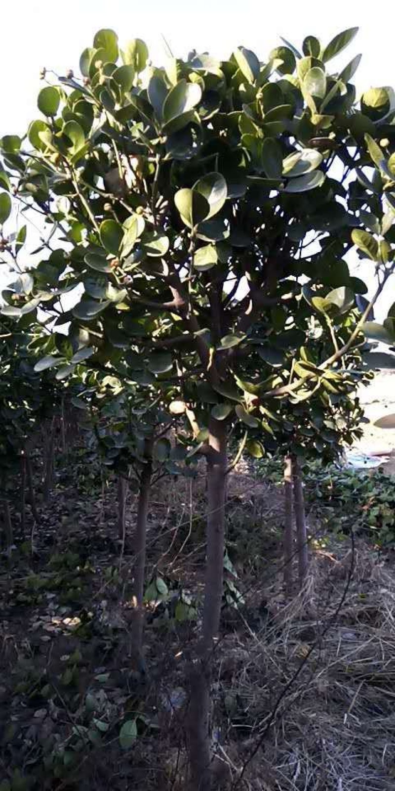 独杆北海道黄杨树，自己家种的