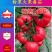 乾德5166越冬、早春精品粉果番茄