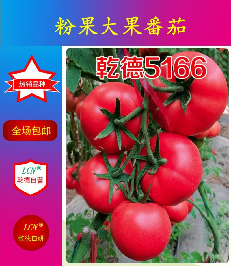 乾德5166越冬、早春精品粉果番茄