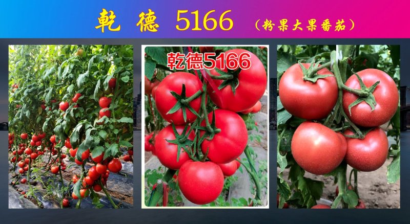乾德5166越冬、早春精品粉果番茄
