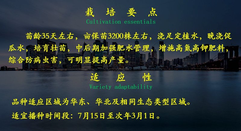 强雌油亮型黄瓜种子乾德15深绿色高产不封头