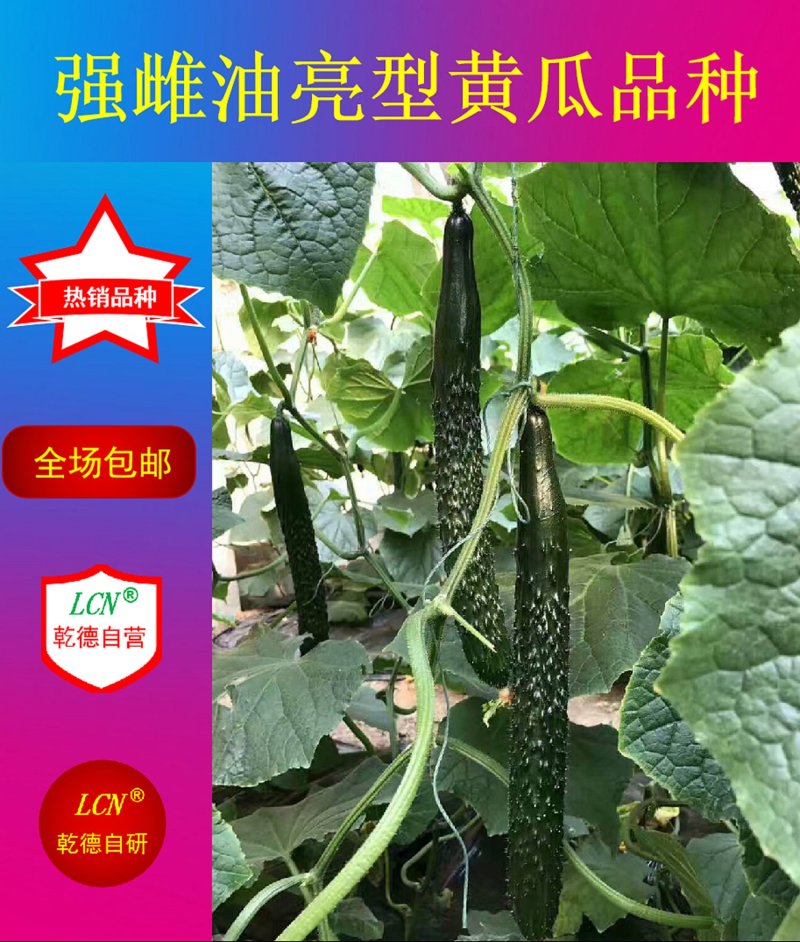 强雌油亮型黄瓜种子乾德15深绿色高产不封头