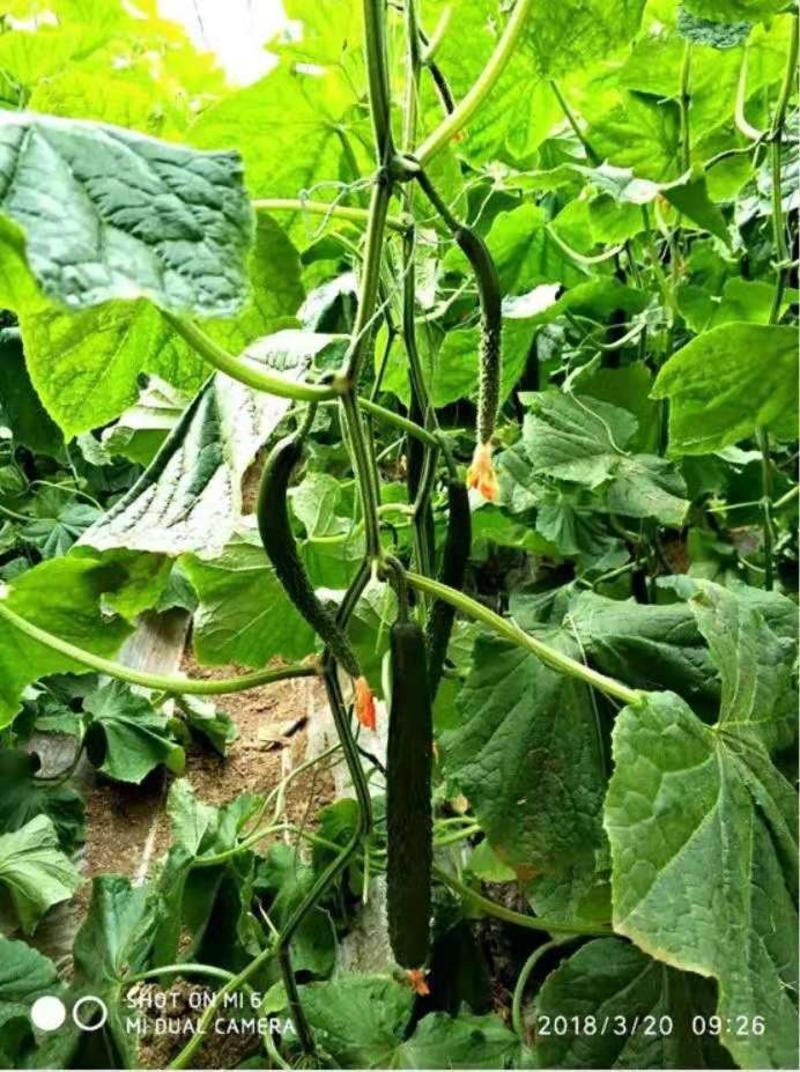强雌油亮型黄瓜种子乾德15深绿色高产不封头