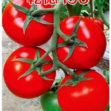 乾德196大红大果番茄，中早熟，硬度高，耐运输