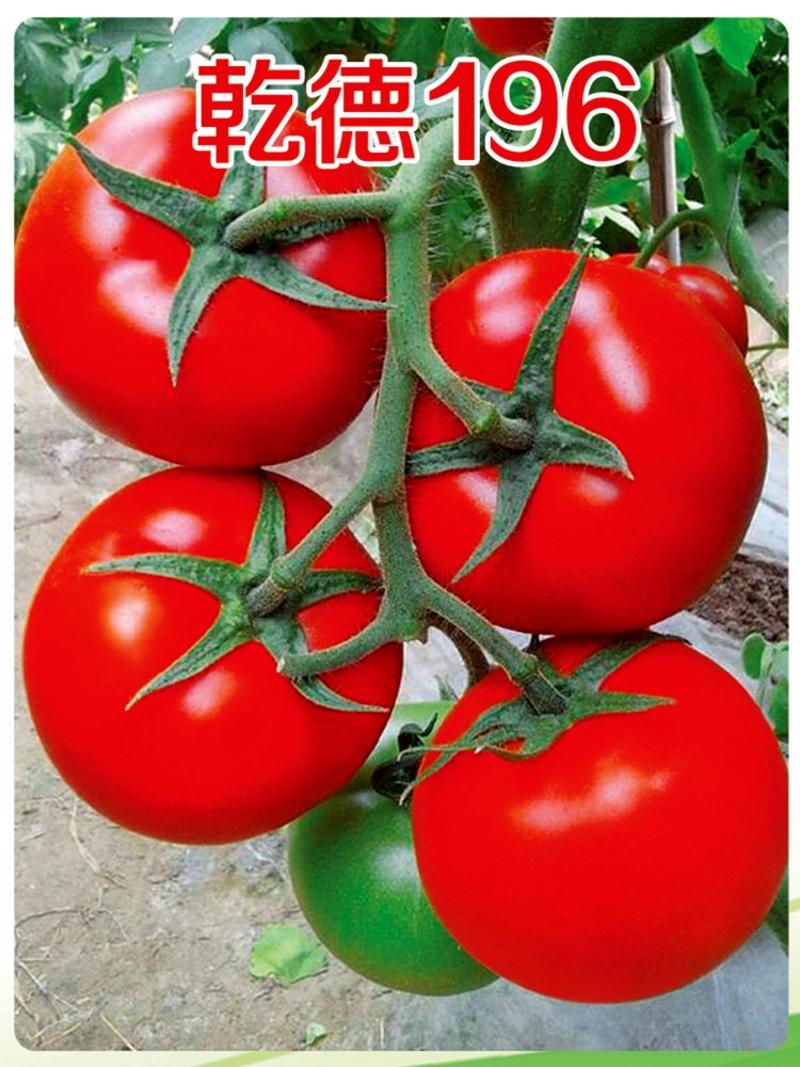 乾德196大红大果番茄，中早熟，硬度高，耐运输