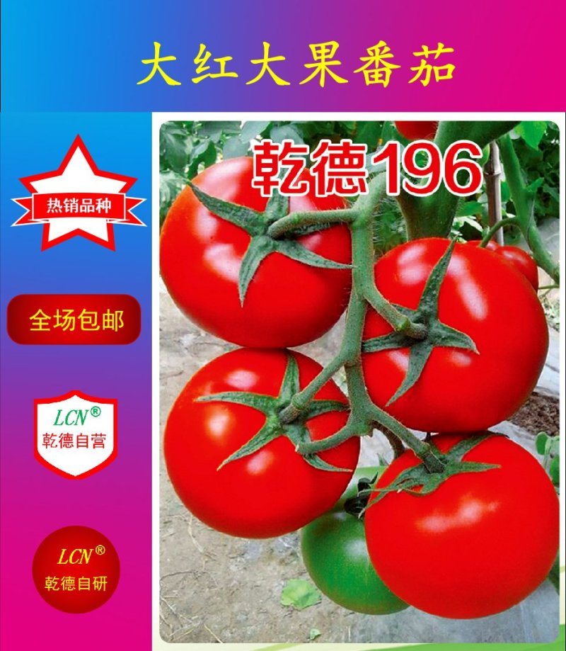 乾德196大红大果番茄，中早熟，硬度高，耐运输