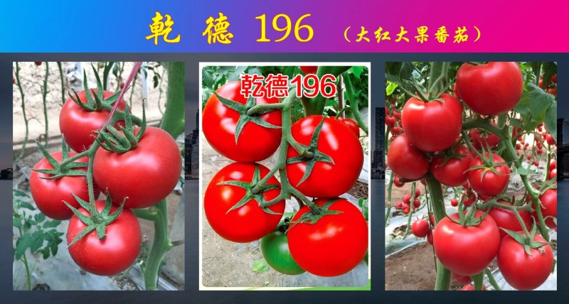 乾德196大红大果番茄，中早熟，硬度高，耐运输