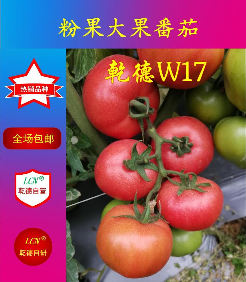 乾德W17抗TY、粉果大果番茄，长势强，果型好
