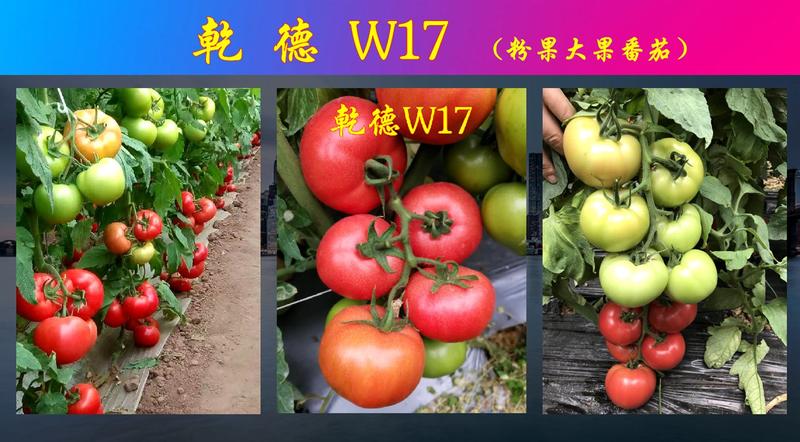 乾德W17抗TY、粉果大果番茄，长势强，果型好