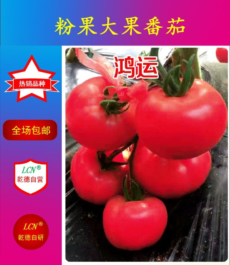 乾德鸿运抗TY中早熟粉果精品番茄，抗病高产，抗线虫