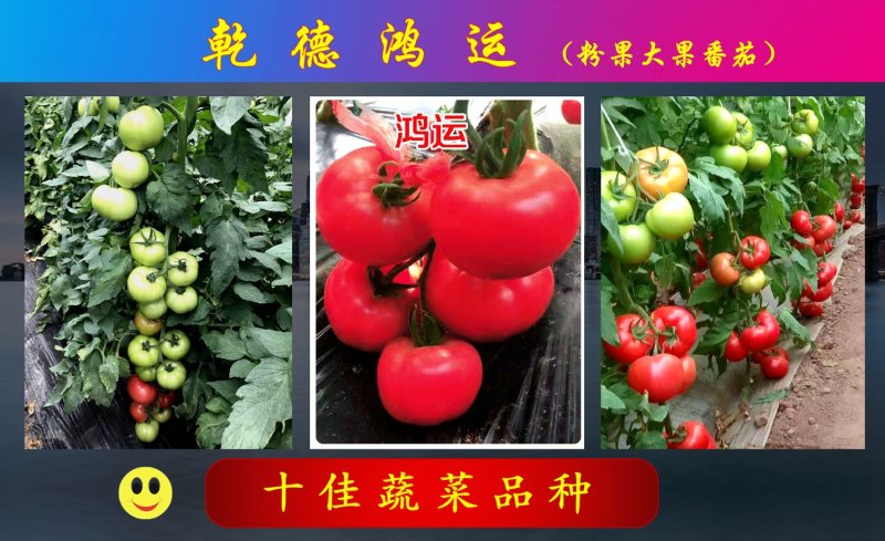 乾德鸿运抗TY中早熟粉果精品番茄，抗病高产，抗线虫