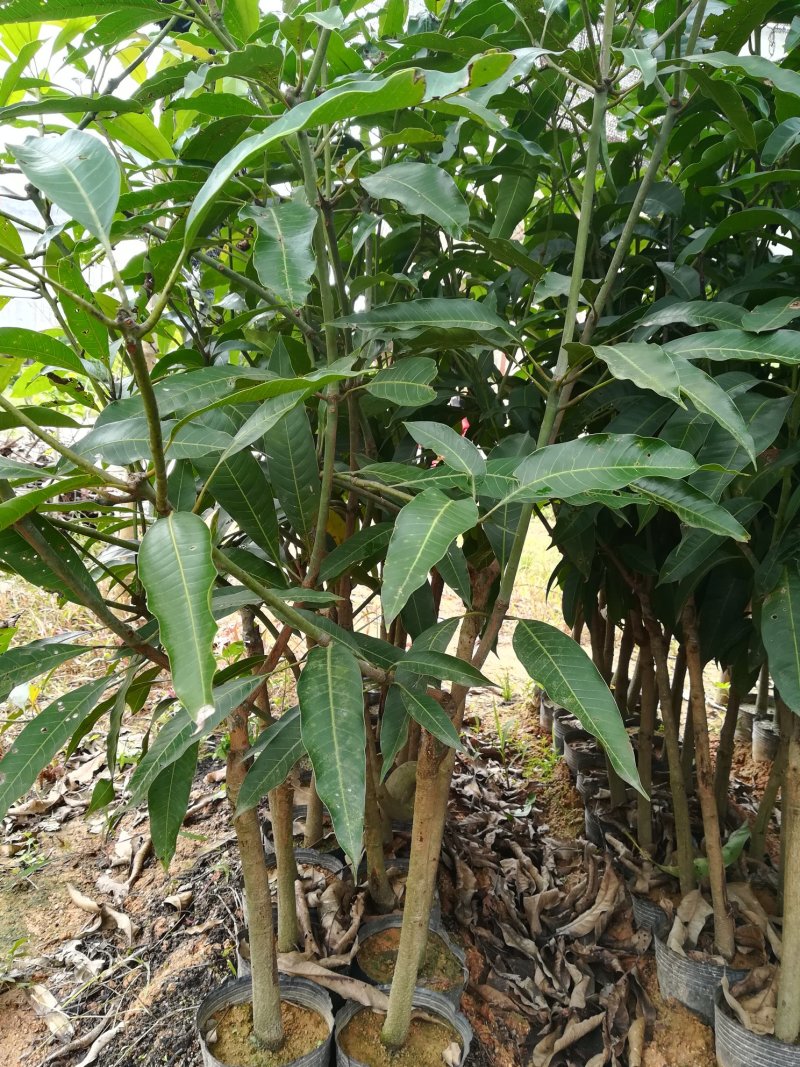 广西灵山县金皇，桂七，澳芒芒果苗。