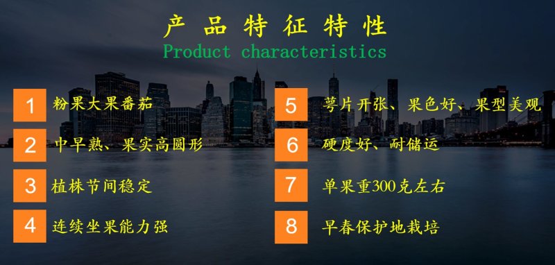 乾德A17抗TY粉果番茄粉果西红柿种子