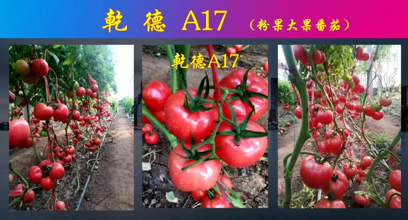 乾德A17抗TY粉果番茄粉果西红柿种子