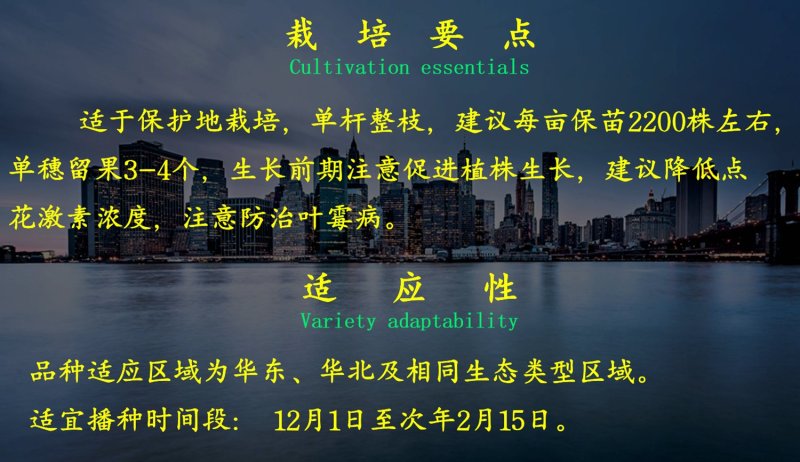 乾德A17抗TY粉果番茄粉果西红柿种子