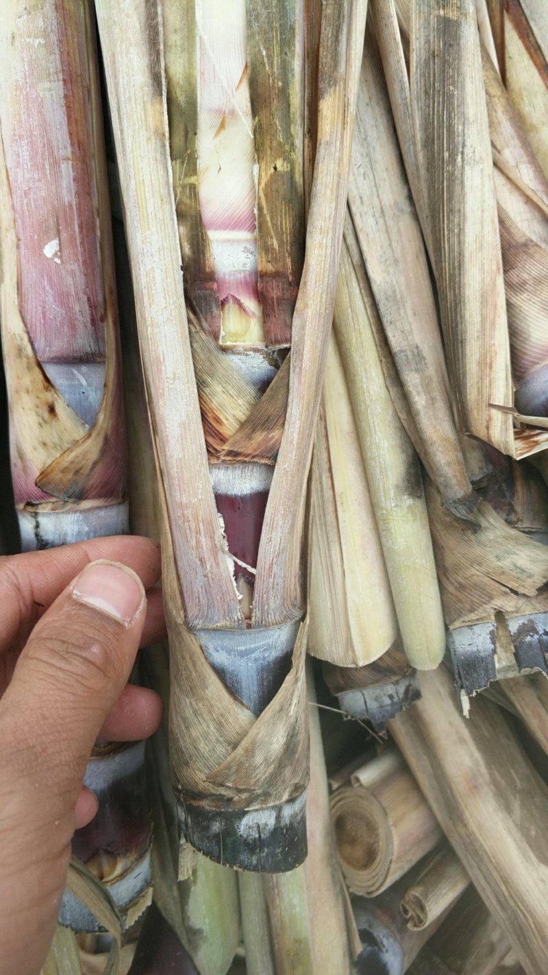 黑甘蔗种子黑皮甘蔗种子每颗四牙以上包种植技术