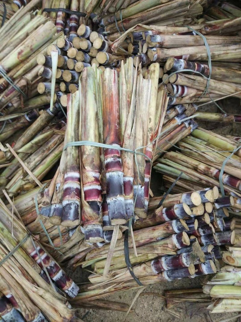 黑甘蔗种子黑皮甘蔗种子每颗四牙以上包种植技术