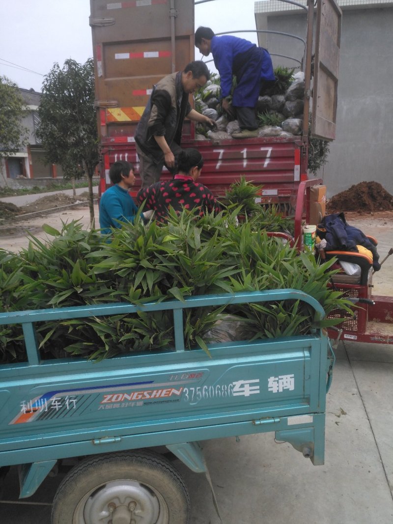 楠竹(毛竹)苗自产自销装车发货中量大从优全年发货