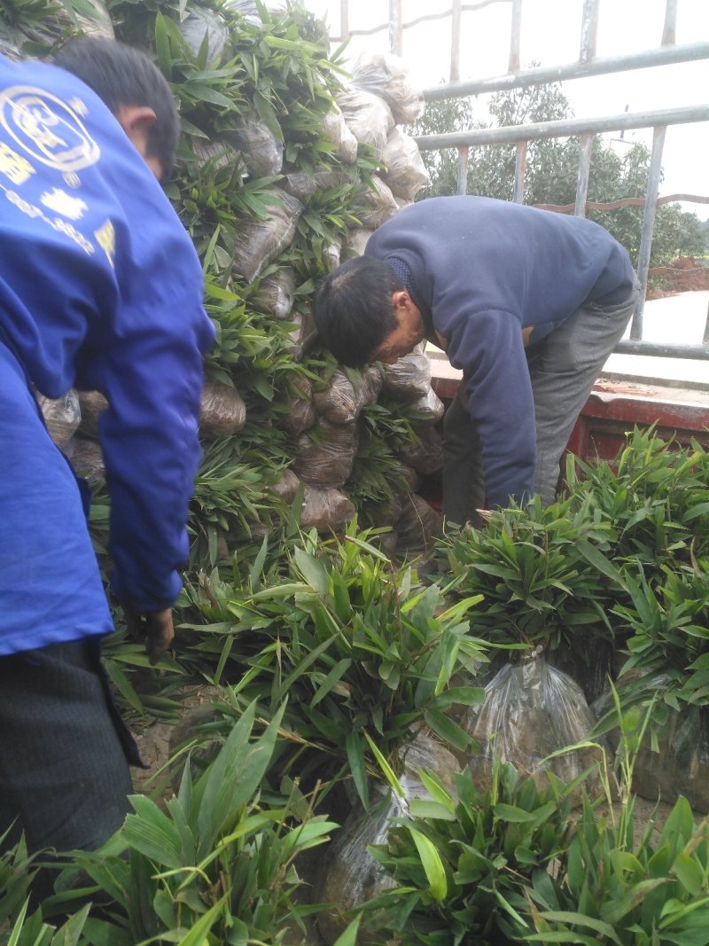 楠竹(毛竹)苗自产自销装车发货中量大从优全年发货