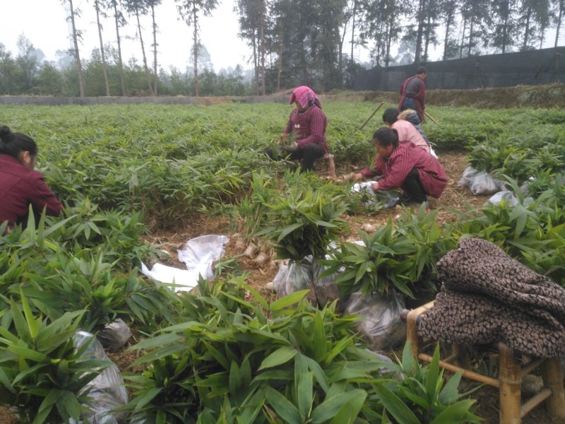 楠竹(毛竹)苗自产自销装车发货中量大从优全年发货