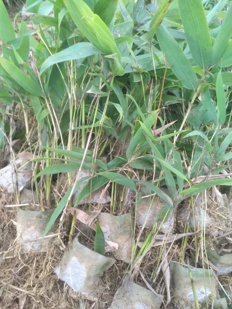 楠竹(毛竹)苗自产自销装车发货中量大从优全年发货
