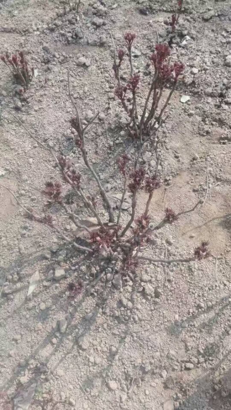 观赏牡丹苗，1-3年苗