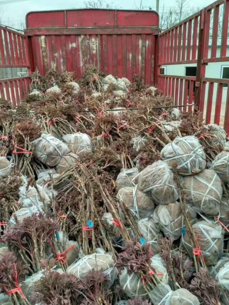 观赏牡丹苗，1-3年苗
