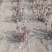 观赏牡丹苗，1-3年苗