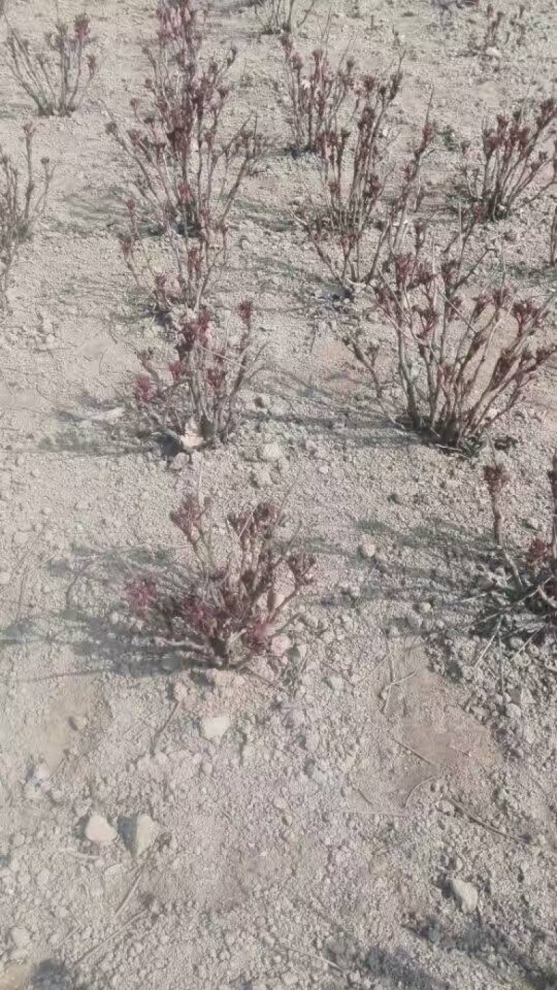 观赏牡丹苗，1-3年苗