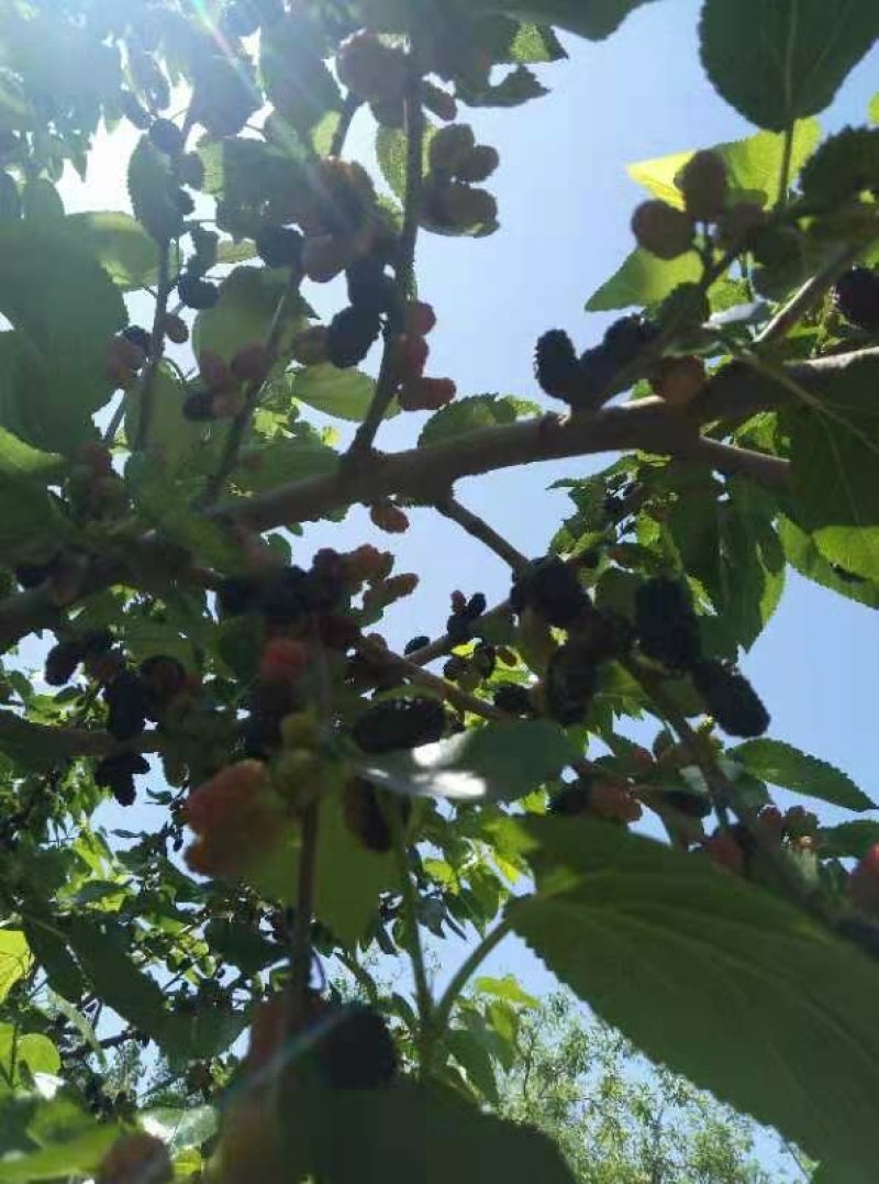 嫁接黑桑葚树苗，直径1公分到2.5公分