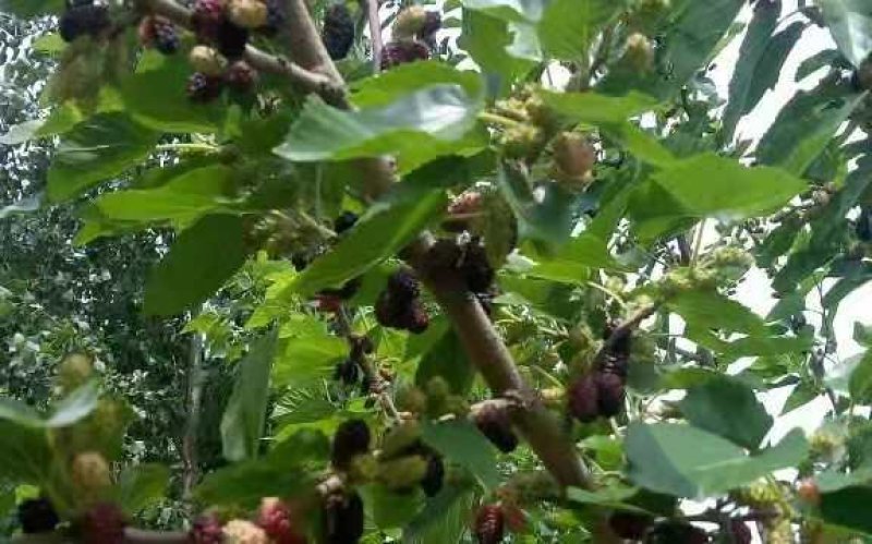 嫁接黑桑葚树苗，直径1公分到2.5公分