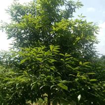 金丝楠木苗是一种高档木材，冠木树四季常青。用于园林绿化