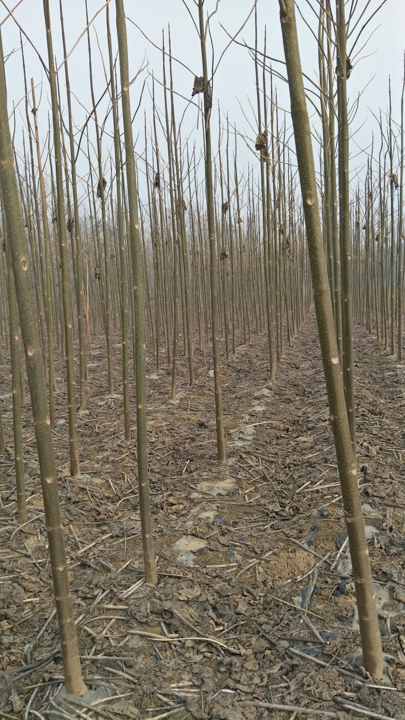 泡桐