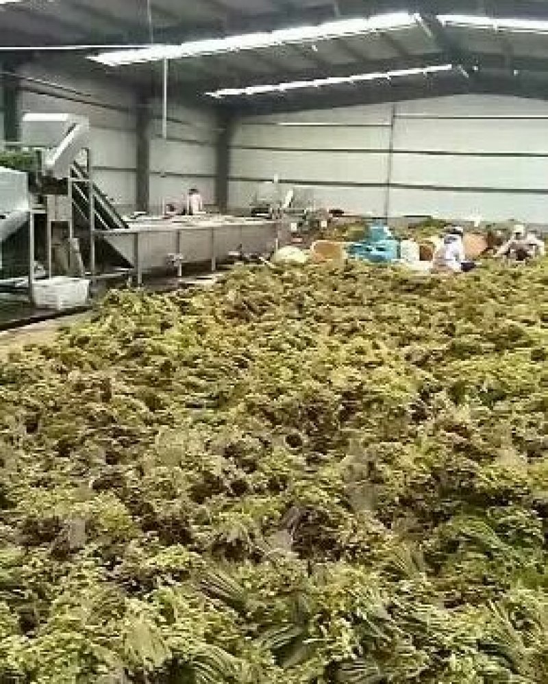 10kg一箱精品优质蕨菜干特产出口日本韩国级特价包邮批价